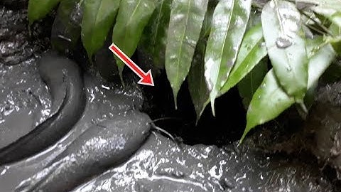 Làm hầm bẫy cá trong vườn hoang trúng mánh | fish trap