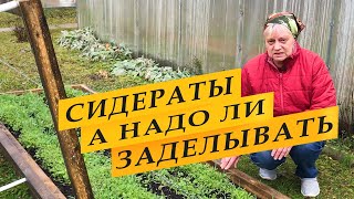 Что делать осенью с сидератами. Перекапывать или оставить.