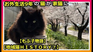 【猫生を変えた1枚の写真】地域猫として生まれ、年間の外猫生活をおくっていた「もふ子」ちゃん。枚の写真から始まる運命の出会い。その出会いが地域猫生活にピリオドをうつ。　猫　地域猫　家猫