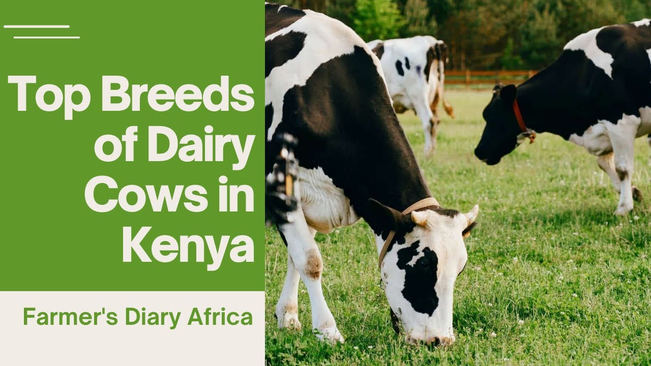 Top Breeds of Dairy cows in Kenya - YouTube