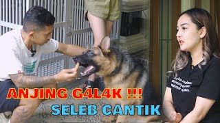 ANJING GALAK KEPUNYAAN SELEB CANTIK ‼️ LANGSUNG NURUT GUYS