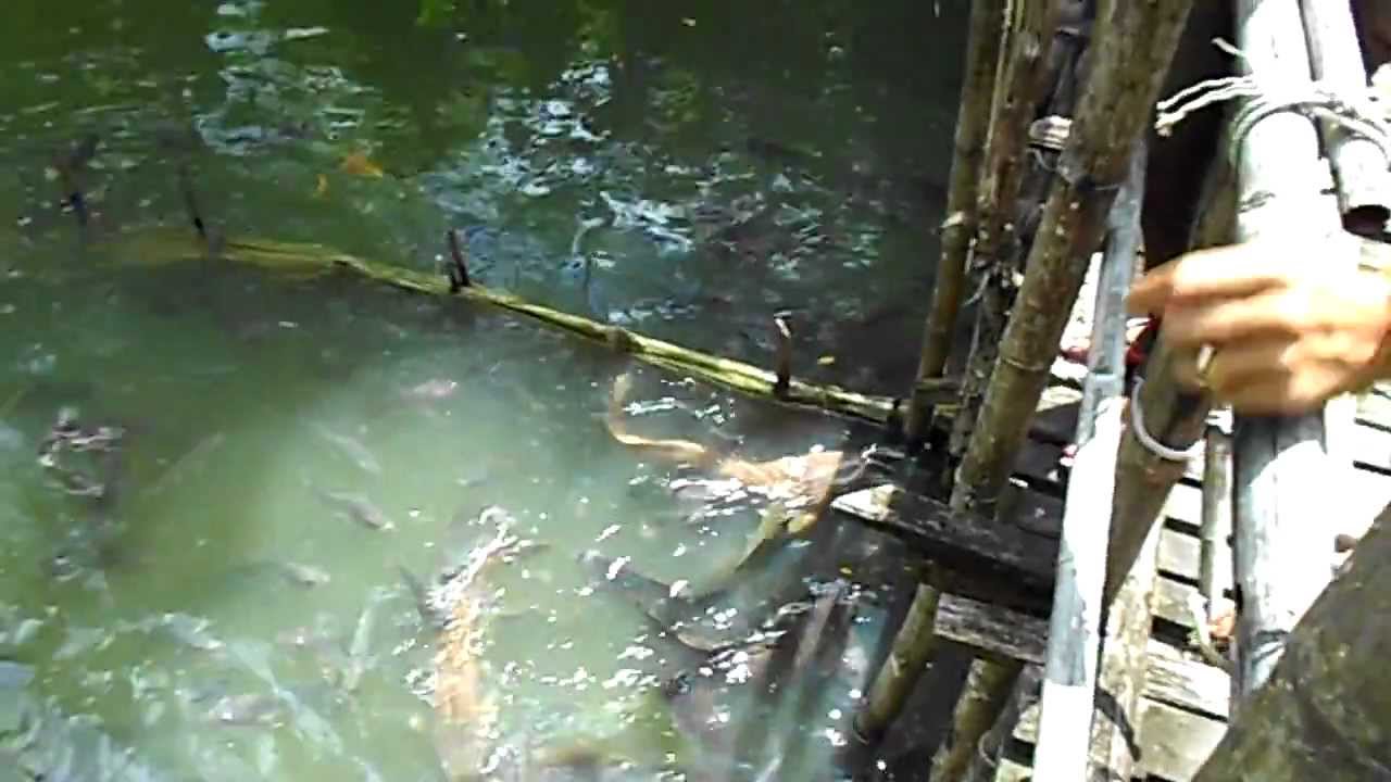 Giant Catfish Farm, Ao Nang, Krabi, Thailand YouTube