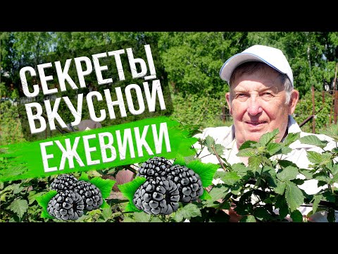 Видео: Современный и прозрачный загородный дом с галереей автомобилей