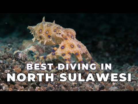 Top Dive Sites in North Sulawesi