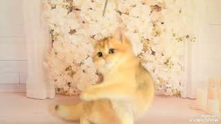 Female Bri Ny11, Age 4 Months