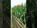 সুরা রহমান #rails #hati #video #humor