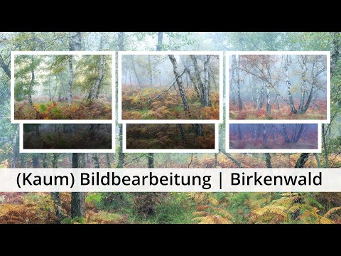 Naturfotografie: Die (wenige) BILDBEARBEITUNG hinter den Fotos aus dem BIRKENWALD