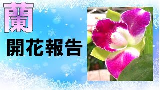 【カトレア、デンドロビウム】開花（世界らん展最中の開花です）