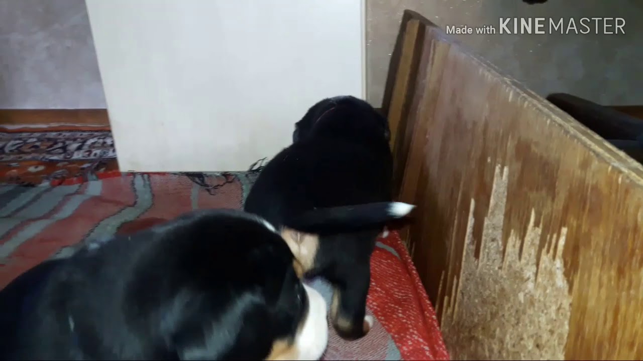 Щенки большой швейцарский зенненхунд - гросс - YouTube