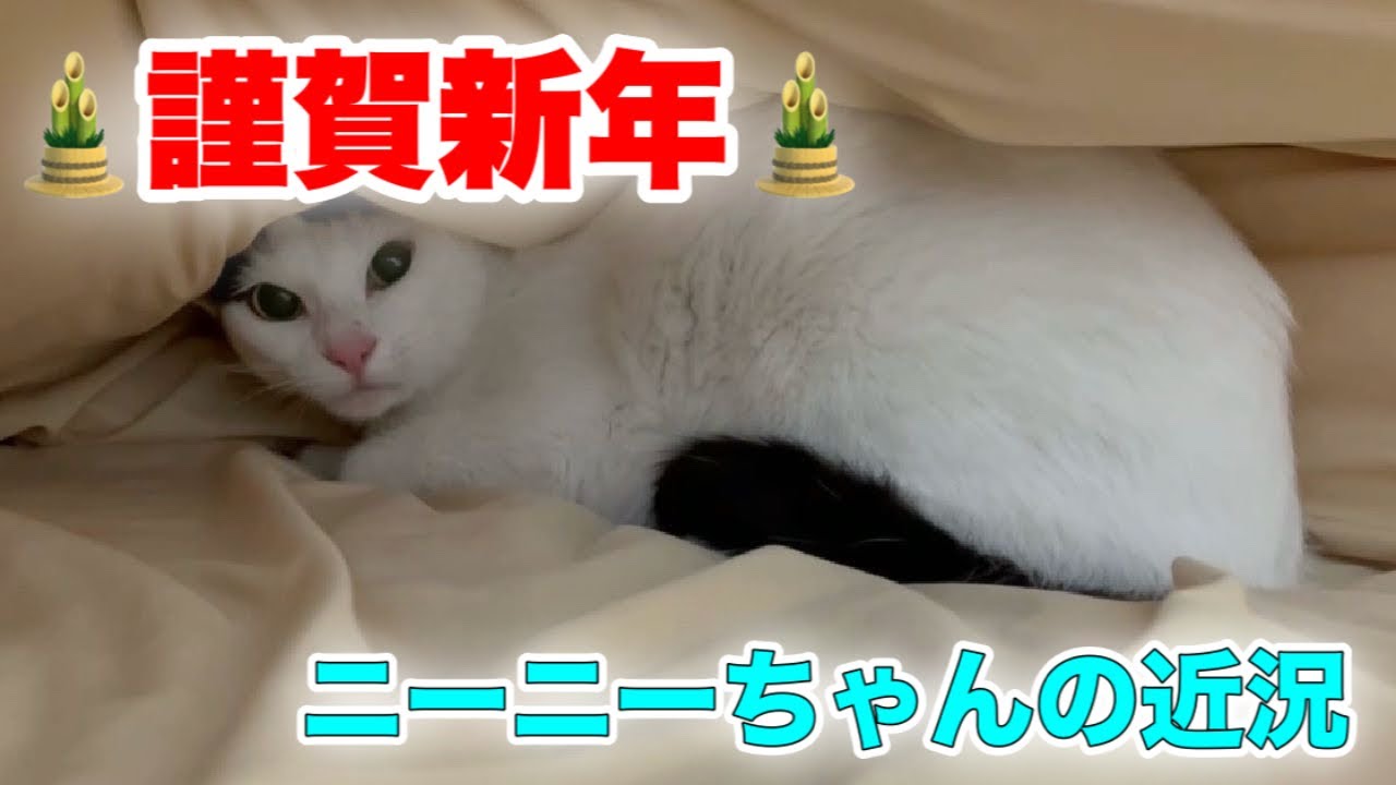 しょこてん　猫飼いました An update on Niini, the cat who waited for her owner (emotional
