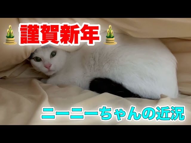 An update on Niini, the cat who waited for her owner (emotional