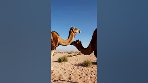 The Science Behind Camel Breeding and Growth 77