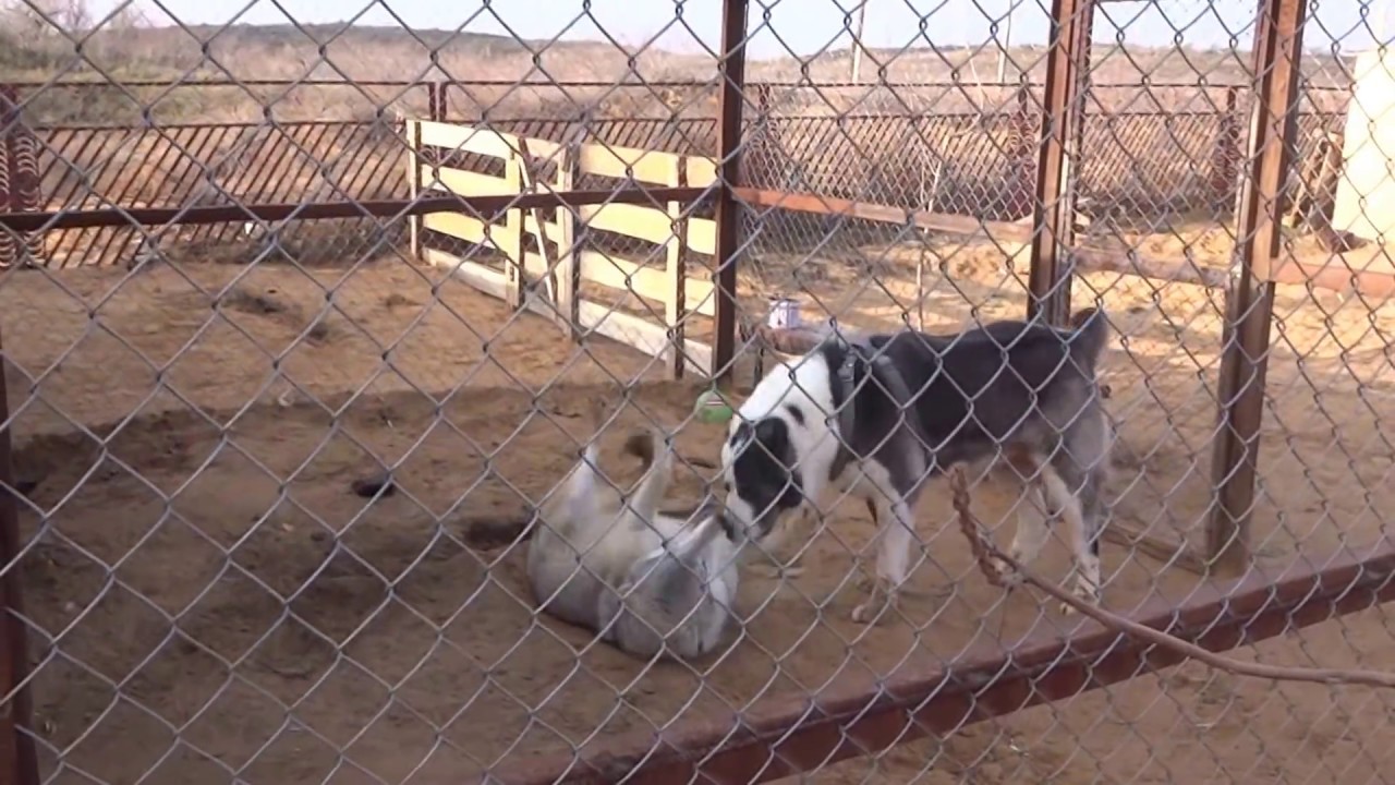 волк и алабай