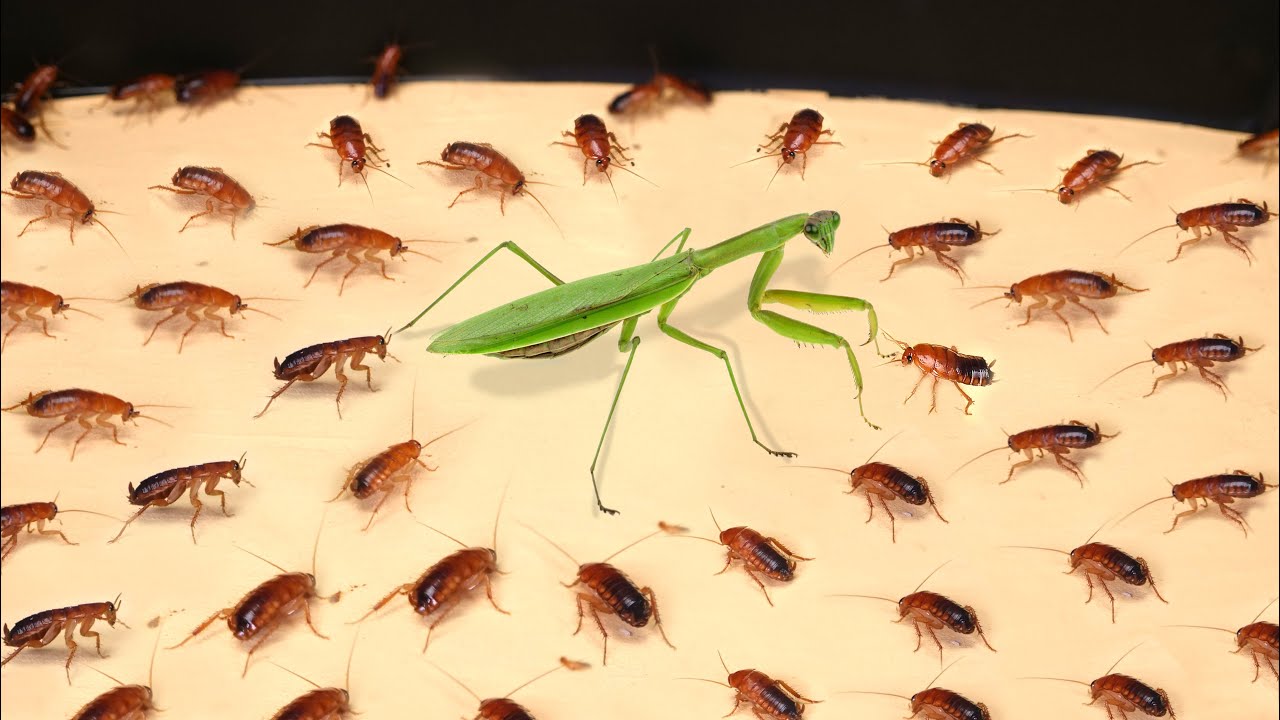 1000 Cockroaches And Mantis. Awesome! 【Live Feeding】