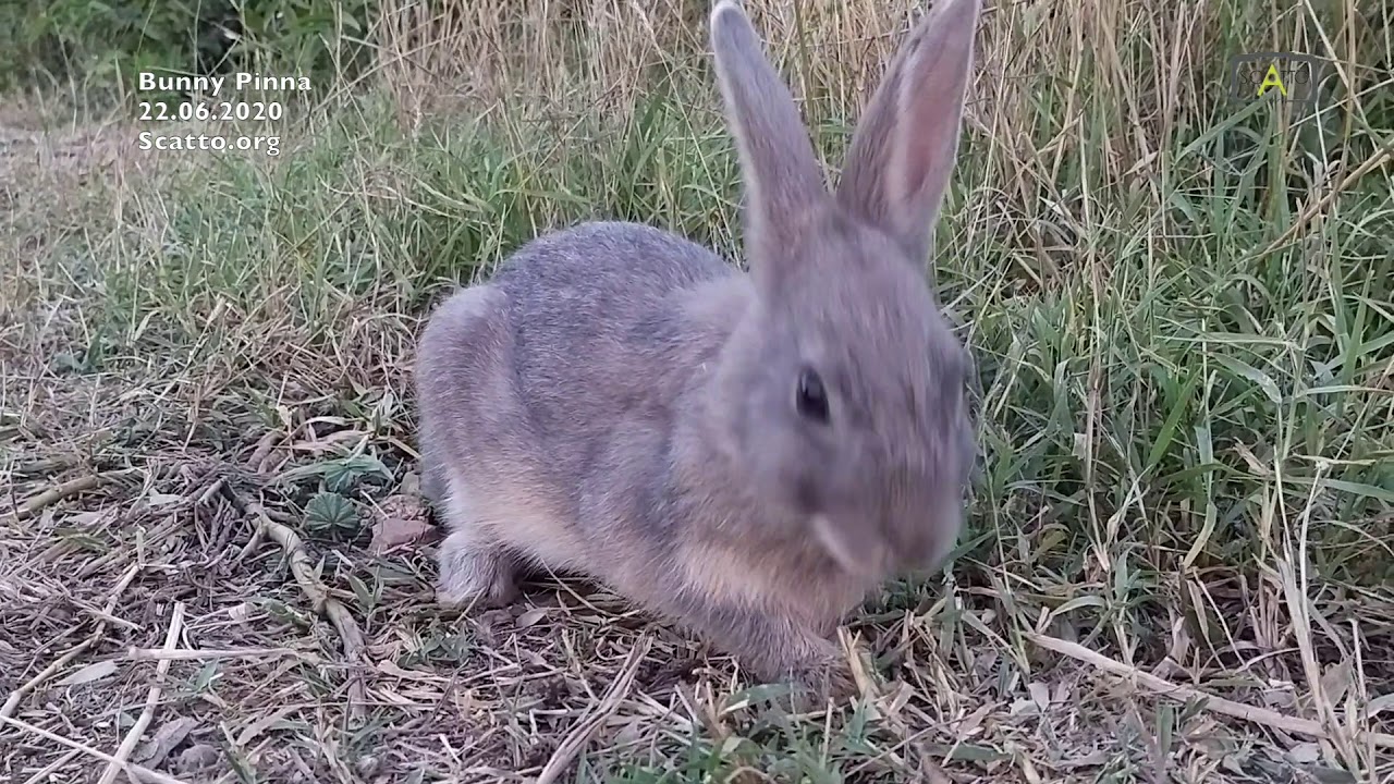 Bunny 