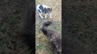Гипноз у психолога. Смешное видео! Приколы с кошками! С ОЗВУЧКОЙ!
