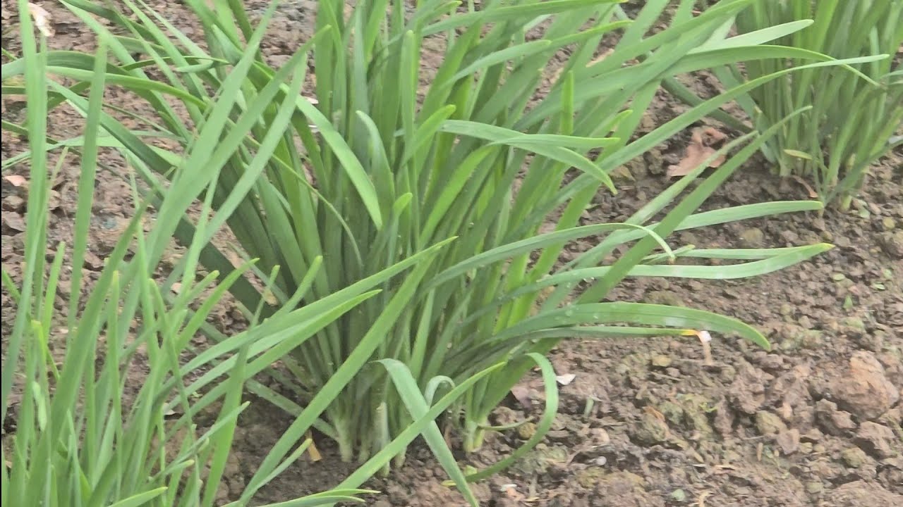 MẸO NHỎ TRỒNG HẸ #TRỒNG RAU SẠCH