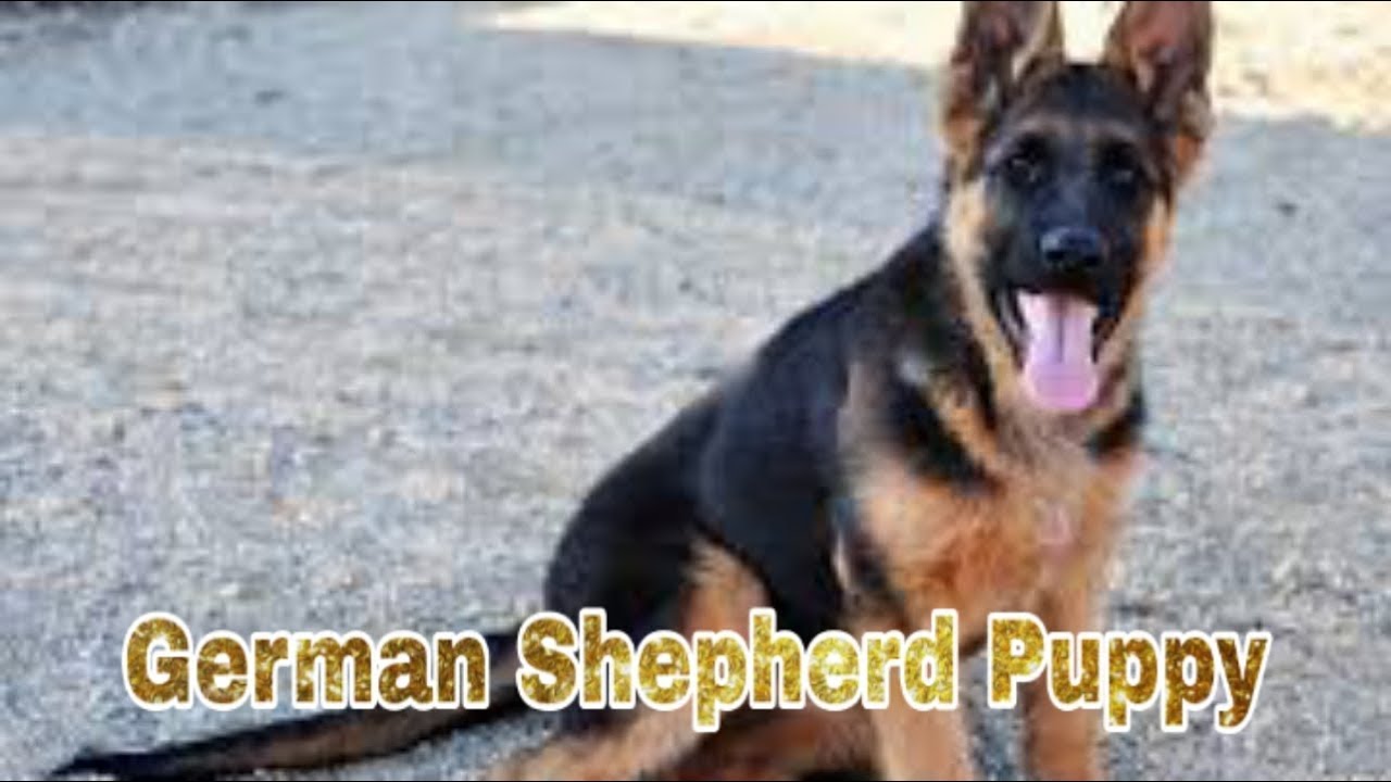 german shepherd puppy price in rupees