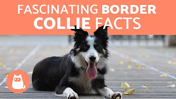 10 Fascinating Facts About the Border Collie