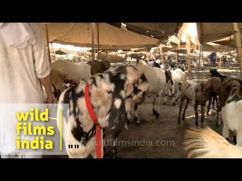 Watch Goats HIGH Quality Definitons