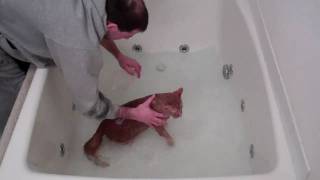 Cat Gets a Bath For Christmas