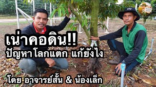 เน่าคอดิน!! ปัญหาโลกแตกคู่ชาวสวน สังเกตและจัดการอย่างไร | อาจารย์สั้น