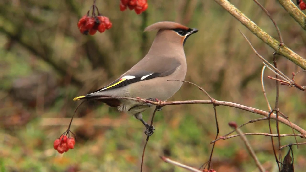 pestvogels 5 feb 2017 
