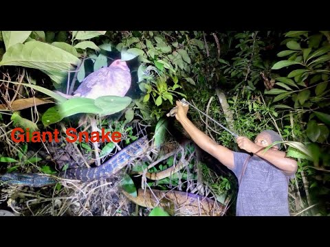 Night Hunt For Doves Deep In The Forest🌳 Snakes 🐍 Spotted While Hunting