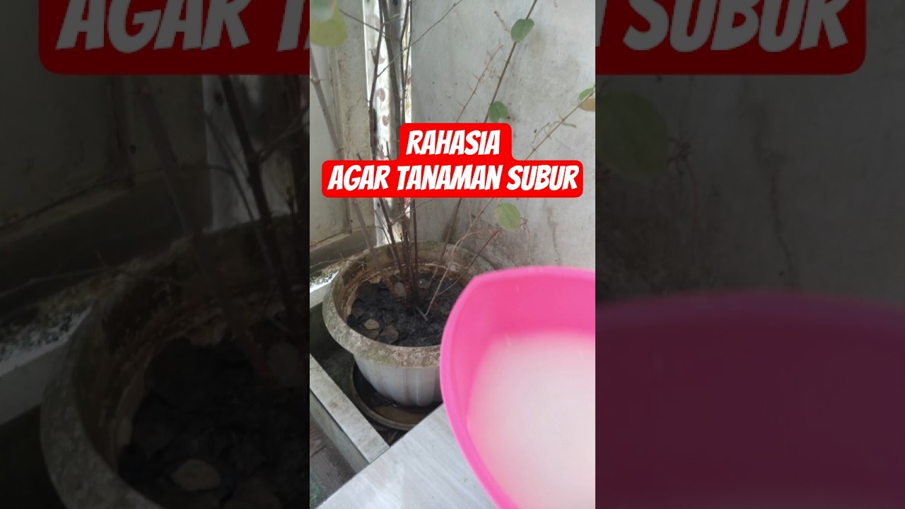 Rahasia Agar Tanaman Subur #permanacuy 