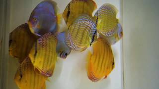 Mentenanta Discusi Episod 1