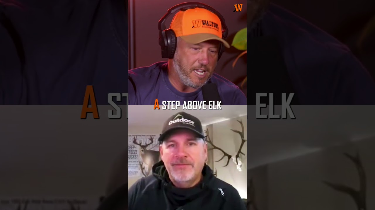 Мясо лося или оленины: что лучше?? 