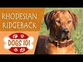 Dogs 101 -  RHODESIAN RIDGEBACK - Top Dog Facts About the  RHODESIAN RIDGEBACK