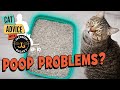 Litter box Problems: Cats covering poop