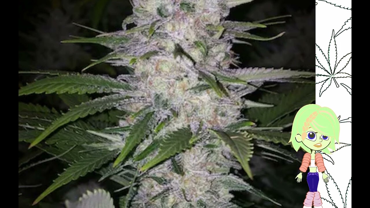 Skunk Hero   Ethos Genetic