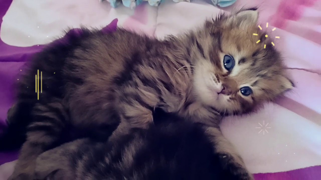 Anak kucing lucu 😘😘😘 