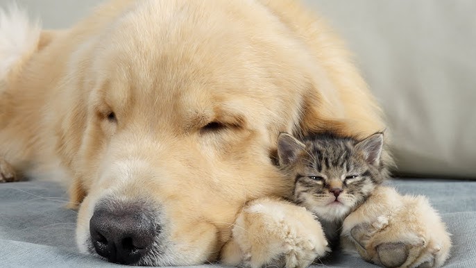 Kitten Needs His Gentle Golden Retriever To Fall Asleep - YouTube