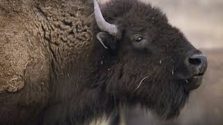 #Bison #Sound #Effect.