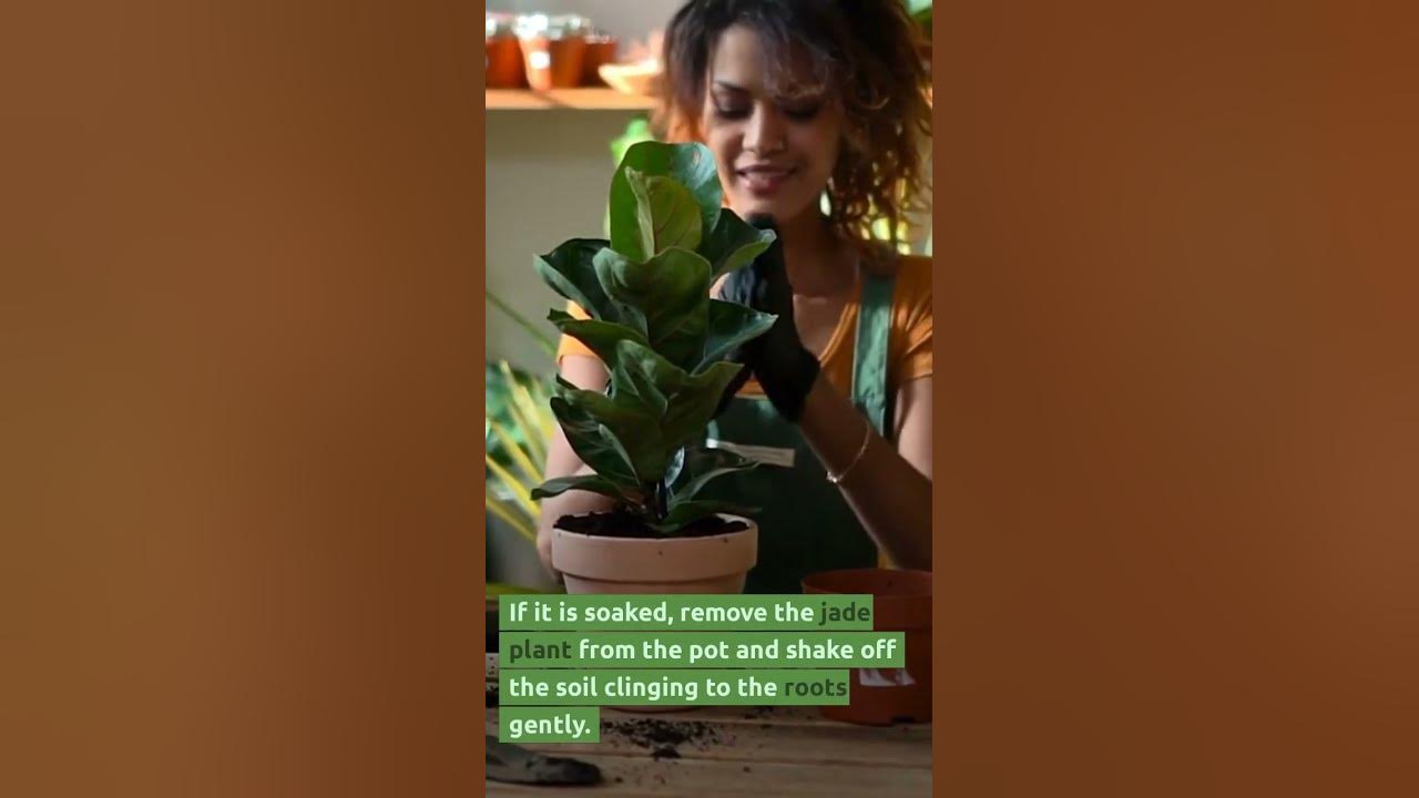 How To Save A Dying Jade Plant? Try These 4 Easy Tips and Trick Which