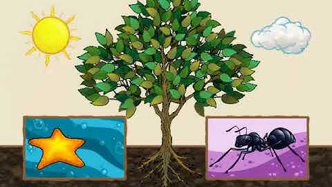 "Plant or Animal" Life Science Song for Kids by Waterford.org