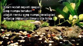story wa 'ikan hias'