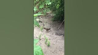 Betik rambai & kucing k ju