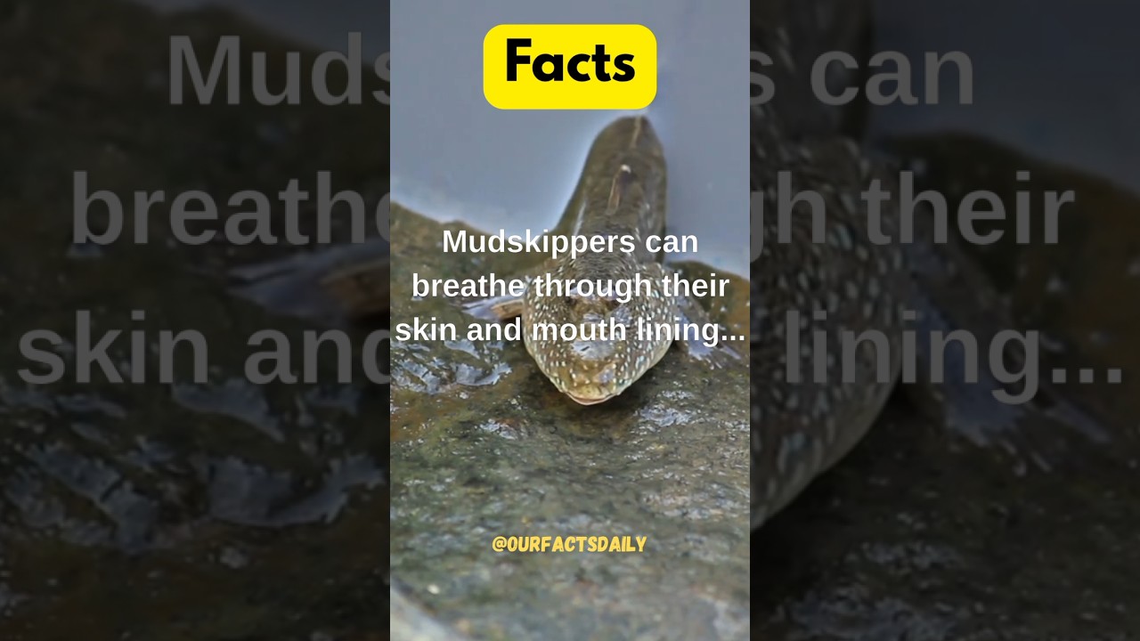 Mudskippers.. #mudskipper #facts #breathe #skin #mouth #lining #tails #saltwater #freshwater