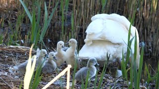 Mute Swan Family Waking up.