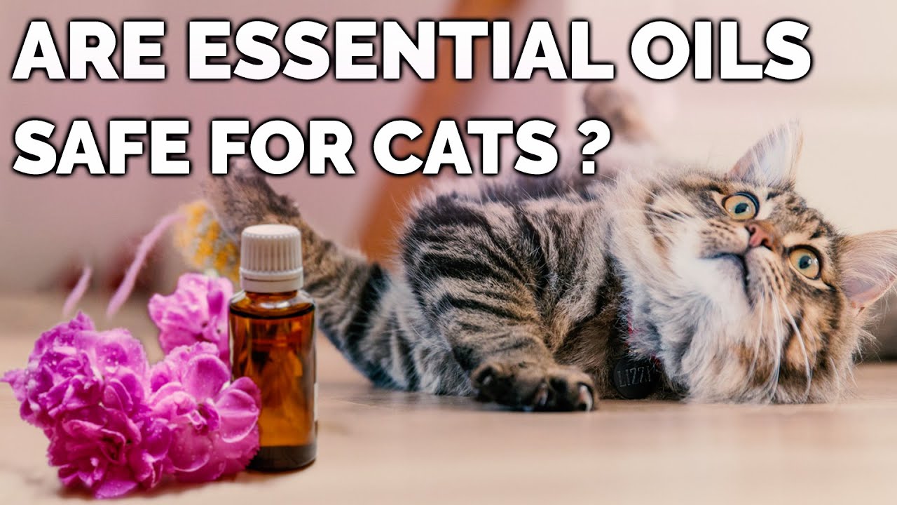 Are Essential Oils Safe For Cats ? | Safe Essential Oils For Cats