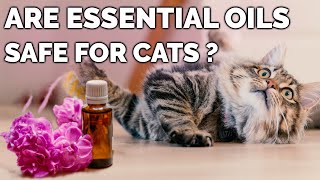 Are Essential Oils Safe For Cats ? | Safe Essential Oils For Cats by Kitty County 5,188 views 4 years ago 5 minutes, 51 seconds