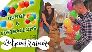 Wie reagieren Hunde auf Luftballons? 🎈 | Der Welpentrainer | sixx