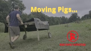 Rotating Pigs on Pasture with Single Wire System! It's Easy!