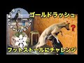 Gold-rush challenges Foot stall ディスクドッグ世界チャンピオンを目指すゴールドラッシュがフットストールに挑戦した結果(究極のキャッチトレーニング動画付き)