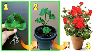 GERANIUM, INCREDIBLE TECHNIQUE TO REPRODUCE IT FROM A FREE LEAF, here is the trick to reproduce gera