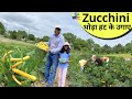 स्क्वैश Zucchini अमेरिका में कैसे की जाती है सदाबहार खेती Harvesting Zucchini with APNA AMERICA
